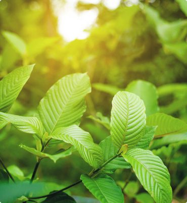 Image of Kratom leaves